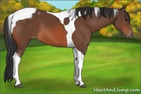 Horse Color:Bay Tobiano Varnish
