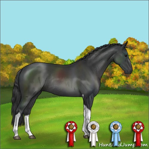 Horse Color:Black Tobiano Rabicano 