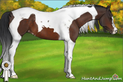 Horse Color:Brown Tobiano Appaloosa 