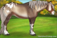 Horse Color:Silver Blue Onyx Appaloosa