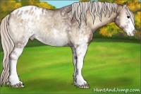 Horse Color:White Spotted Silver Blue Onyx Appaloosa
