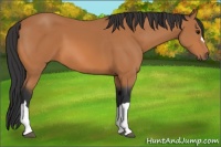 Horse Color:Bay 