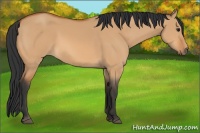 Horse Color:Bay Dun