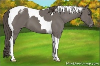 Horse Color:Grullo Tobiano Appaloosa