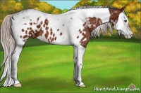 Horse Color:Silver Brown Splash Tobiano Appaloosa