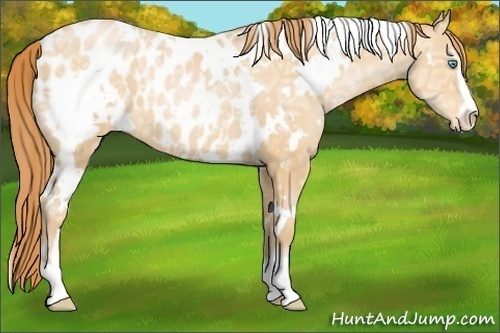 Horse Color:White Spotted Buckskin Ice Pearl Sabino Appaloosa 