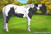 Horse Color:Black Tobiano Appaloosa 