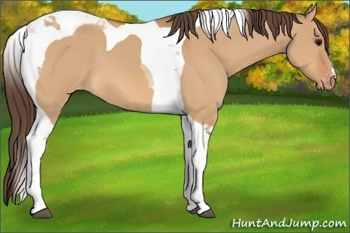 Horse Color:Bay Dun Tobiano Appaloosa 