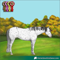 Horse Color:White Spotted Brown Sabino