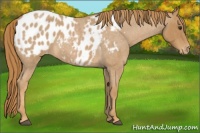 Horse Color:Red Roan Appaloosa 