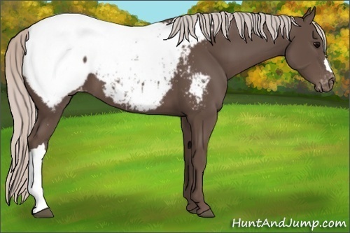 Horse Color:Silver Black Appaloosa 
