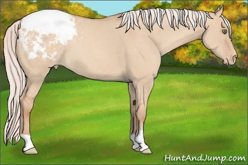 Horse Color:Silver Classic Champagne Dun Appaloosa 