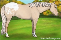 Horse Color:Silver Classic Champagne Dun Appaloosa