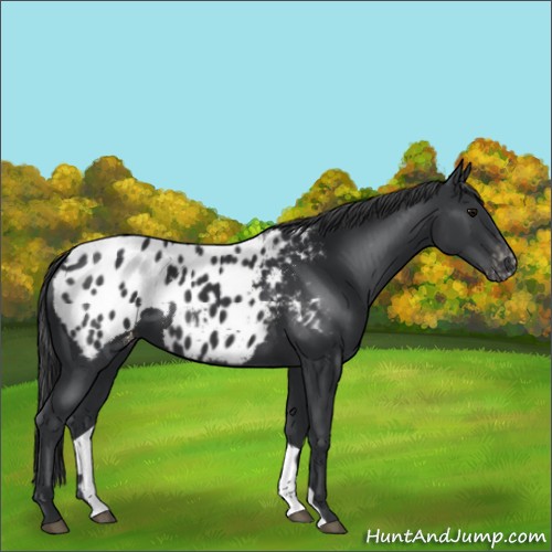 Horse Color:Black Blanket