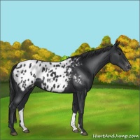 Horse Color:Black Blanket
