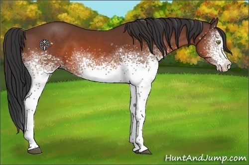 Horse Color:White Spotted Bay 