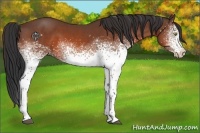 Horse Color:White Spotted Bay 