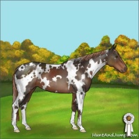 Horse Color:White Spotted Liver Chestnut 
