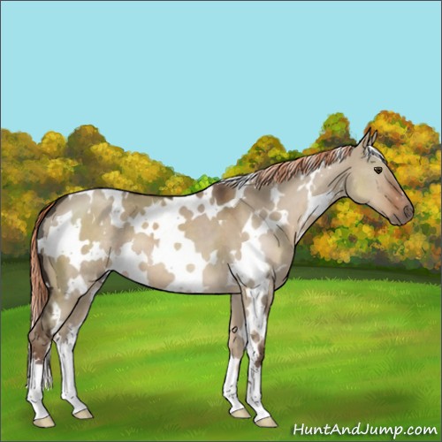 Horse Color:White Spotted Liver Red Dun 