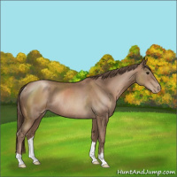 Horse Color:Black Pearl Rabicano 