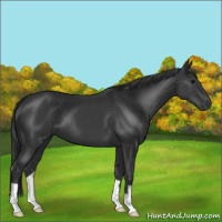 Horse Color:Black 