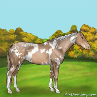 Horse Color:White Spotted Liver Chestnut Pearl 