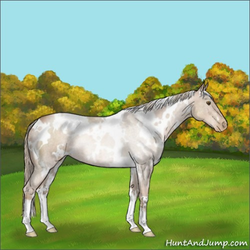 Horse Color:White Spotted Liver Chestnut Pearl 