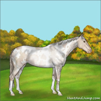 Horse Color:White Spotted Liver Chestnut Pearl 