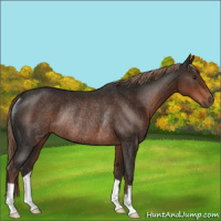 Horse Color:Liver Chestnut Rabicano 