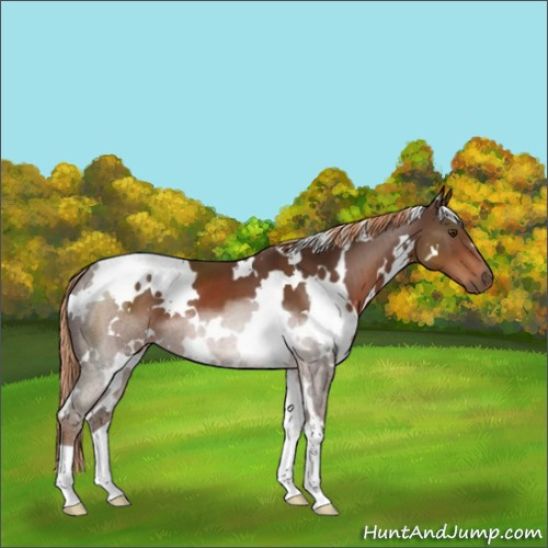 Horse Color:White Spotted Liver Chestnut