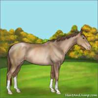 Horse Color:Liver Chestnut Pearl Rabicano 