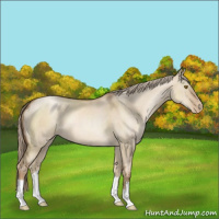 Horse Color:Liver Red Dun Pearl 