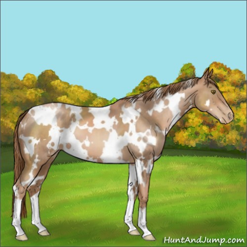 Horse Color:White Spotted Liver Chestnut Pearl 