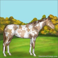 Horse Color:White Spotted Liver Chestnut Pearl 