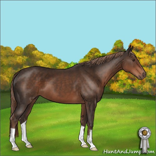 Horse Color:Liver Chestnut 