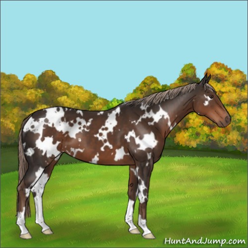 Horse Color:White Spotted Liver Chestnut 