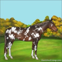 Horse Color:White Spotted Liver Chestnut 