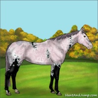 Horse Color:ERROR: UNKNOWN ANOMALY