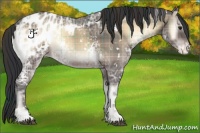 Horse Color:Plaid  White Spotted Brown Ice Onyx Appaloosa 