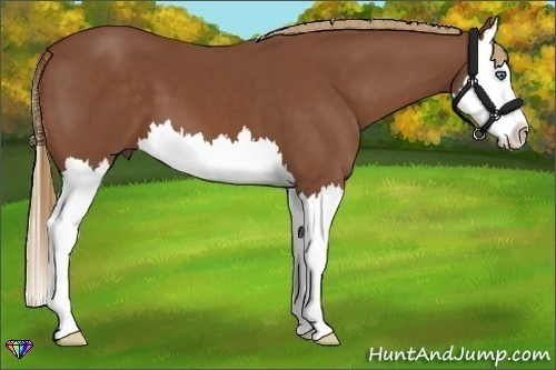 Horse Color:Chestnut Splash