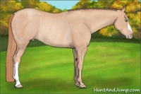 Horse Color:Gold Champagne Rabicano 