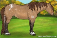 Horse Color:Buckskin Dun Appaloosa 