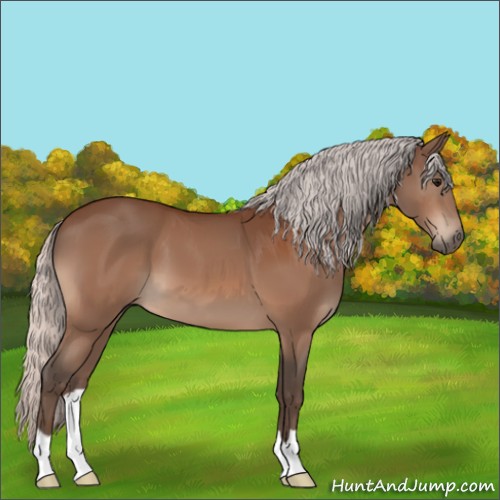 Horse Color:Silver Bay 