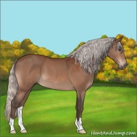 Horse Color:Silver Bay 