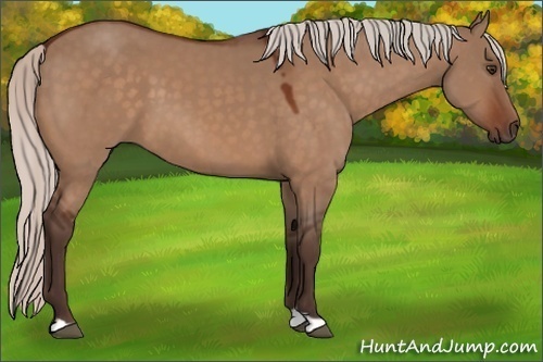 Horse Color:Silver Brown Dun 