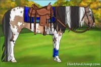 Horse Color:White Spotted Bay Dun