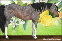 Horse Color:Gray Brown Ice Tobiano Rabicano 