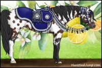 Horse Color:Brown Appaloosa