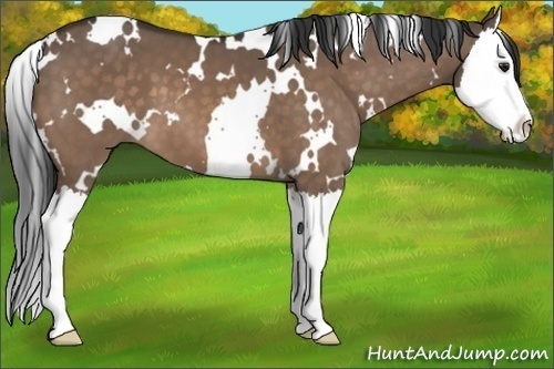 Horse Color:White Spotted Brown Dun Splash 