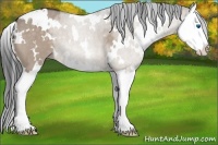Horse Color:White Spotted Brown Dun Splash